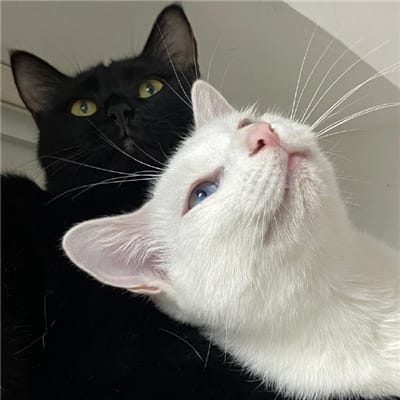 Basuki Hadimuljono avatar